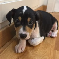 Adopta a Paulo