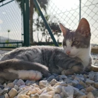 Adopta a Helios