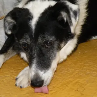 Hugo