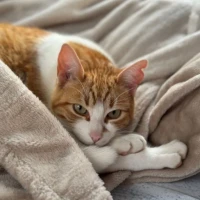 Adopta a Rubio