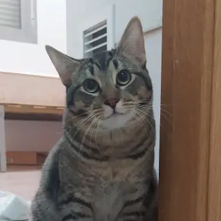 Percy