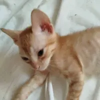 Adopta a Miauu!!