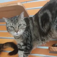Adopta a Morni