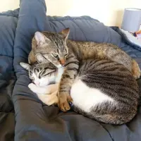 Adopta a Dobby & Jimmy