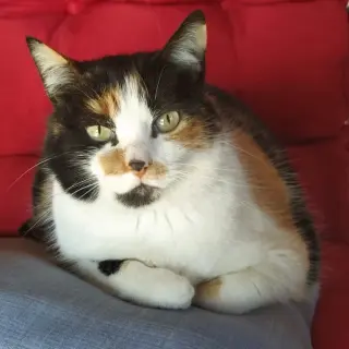 Trikki