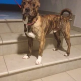 Adopta a Hercules