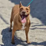 Adopta a Dunito