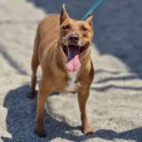 Adopta a Dunito