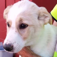 Adopta a Anna