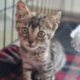 Adopta a Princesa