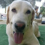 Adopta a Ayron