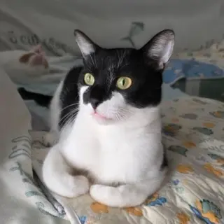 Fénix
