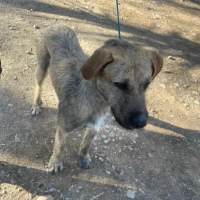 Adopta a Loki