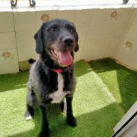 Adopta a Blaky