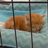 Adopta a Rusty