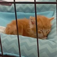 Adopta a Rusty