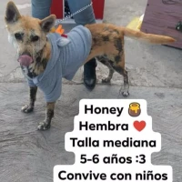 Adopta a Honey 🍯