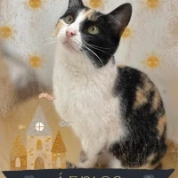 Adopta a África