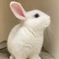 Adopta a Blanca