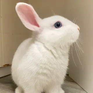 Blanca