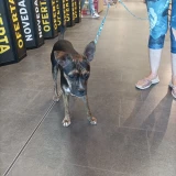 Adopta a Bruji