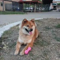 Adopta a Benji