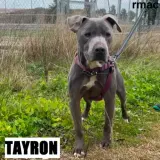Adopta a Tayron