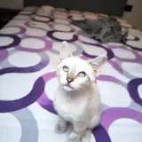 Adopta a Margarita