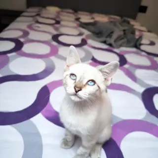 Margarita