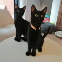 Adopta a Selina Y Kokoa
