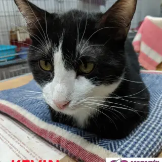 Kevin