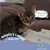 Adopta a Lennon