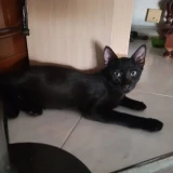 Adopta a Caramelo