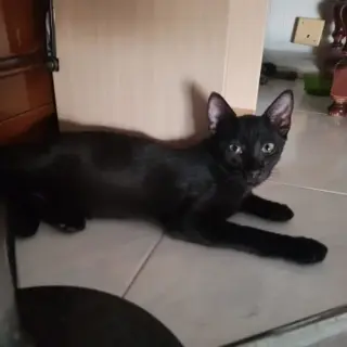 Caramelo