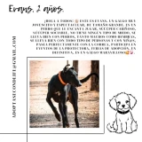 Adopta a Evans