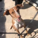 Adopta a Senda