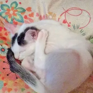 Spock