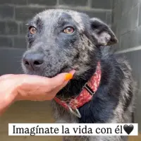 Adopta a Ryu