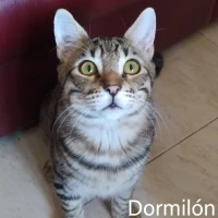 Adopta a Dormilón