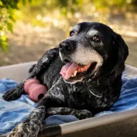 Adopta a Ben