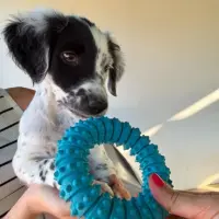 Adopta a Bolero  Cachorro Tlf 645978718