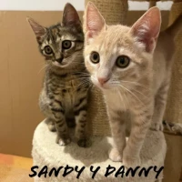 Adopta a Danny Y Sandy