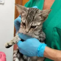 Adopta a Mónica