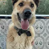 Adopta a Laica