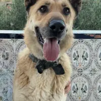 Adopta a Laica