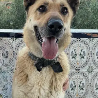 Laica