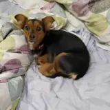 Adopta a Queen