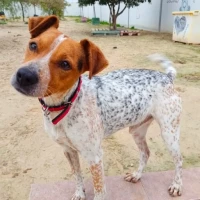 Adopta a Pigues