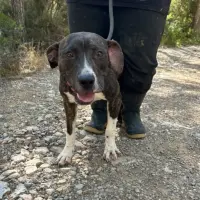 Adopta a Sara