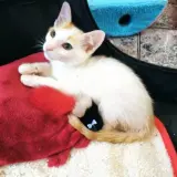 Adopta a Merlin
